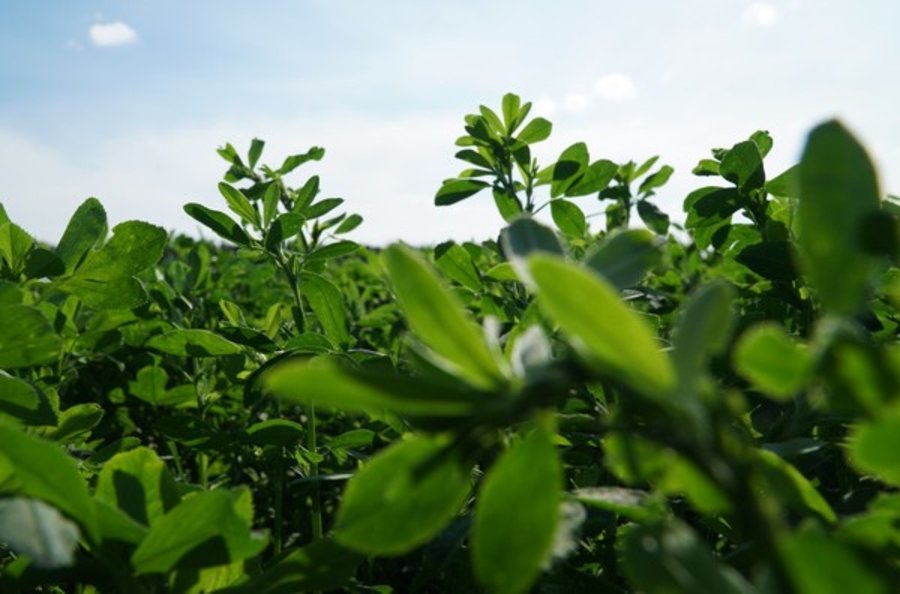 Rośliny lucerny są odporne na letnią suszę.jpg